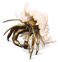 Ramosus Shell Sculpture